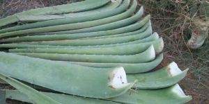 Aloe Leaf