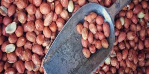 Raw Peanut Kernel