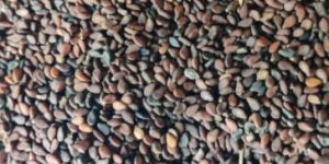 Sesame Seeds