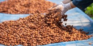 Cocoa Beans