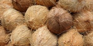 Semi Husked Coconuts