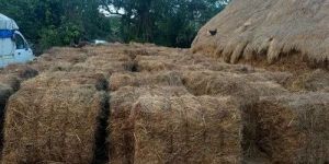 Rice Straw Grass
