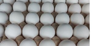 White Poultry Eggs