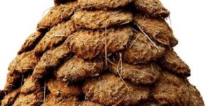Cow Dung Cake
