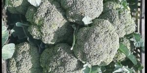 Fresh Broccoli