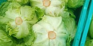 Fresh Iceberg Lettuce