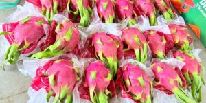 Dragon Fruit