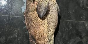Grouper Fish