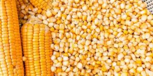 Maize