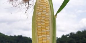 Sweet Corn