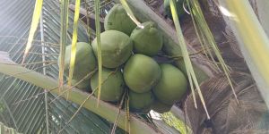 Tender Coconut