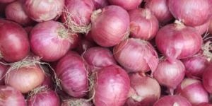 Onion