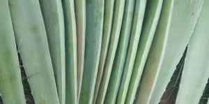 Green Aloe Vera Plants