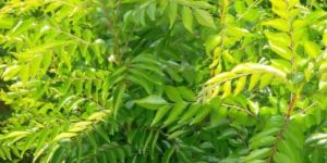 Curry Leaves