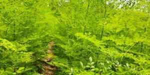 Moringa Oleifera Leaves