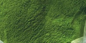 Moringa Oleifera Powder