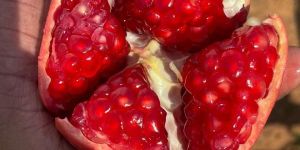 Fresh Pomegranate
