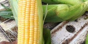Sweet Corns
