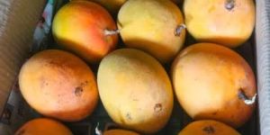 Alphanso Mango Fruits