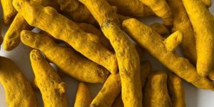 Curcuma Longa Turmeric Finger