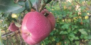 Fresh Apple