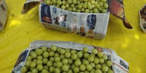 Green Amla