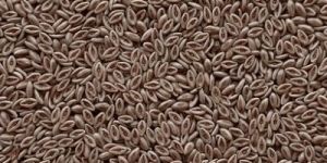 Organic Psyllium Seeds