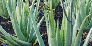 Aloe Vera