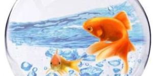 Silver Coated Brass Fish Bowl