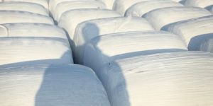 Corn Silage