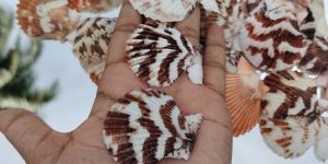 multicolor volachlamys tranquedaria sea shell