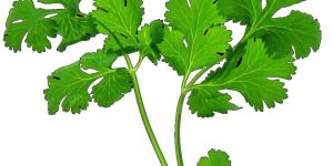 Fresh Coriander Leaf