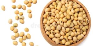 Soybean