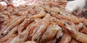 Feed Supplement Shrimp Culture