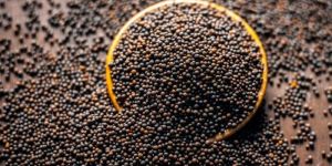 Mustard Seeds
