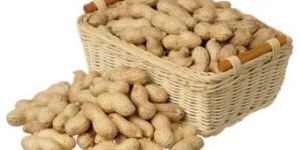 Groundnut in Shell
