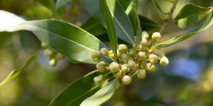 Bay Leaf