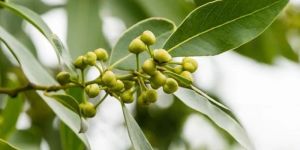 Bay Leaf Essential Oil