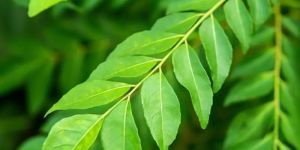 Curry Leaf Essential Oil