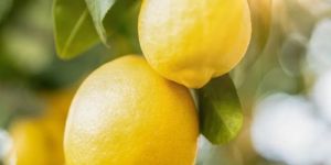 Lemon Essential Oil