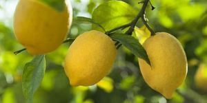 Lemon Oleoresin