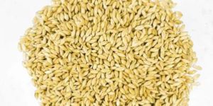 Canary Seeds