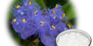 Cyanotis Arachnoidea Extract