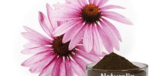 Echinacea Extract