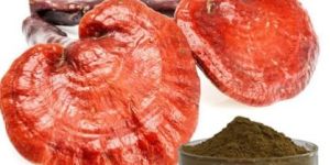 Ganoderma Mushroom Extract