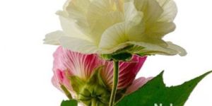 Hibiscus Flower Extract