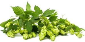 Hops Extract