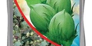 Best Hybrid Cotton Seeds Monsoon Bt II