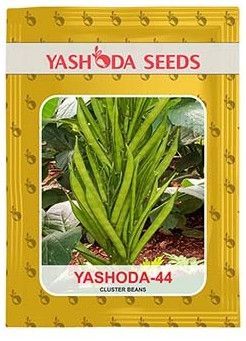 Best Research Cluster Bean Seeds YASHODA- 44