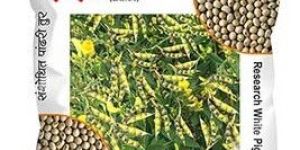 Best Research Tur Seeds American White